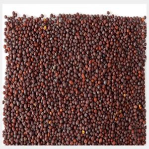 Mustard Seed