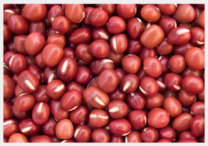 Sorghum